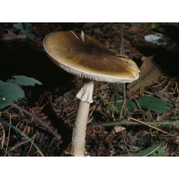Mushroom (2)-8691983-41434.webp